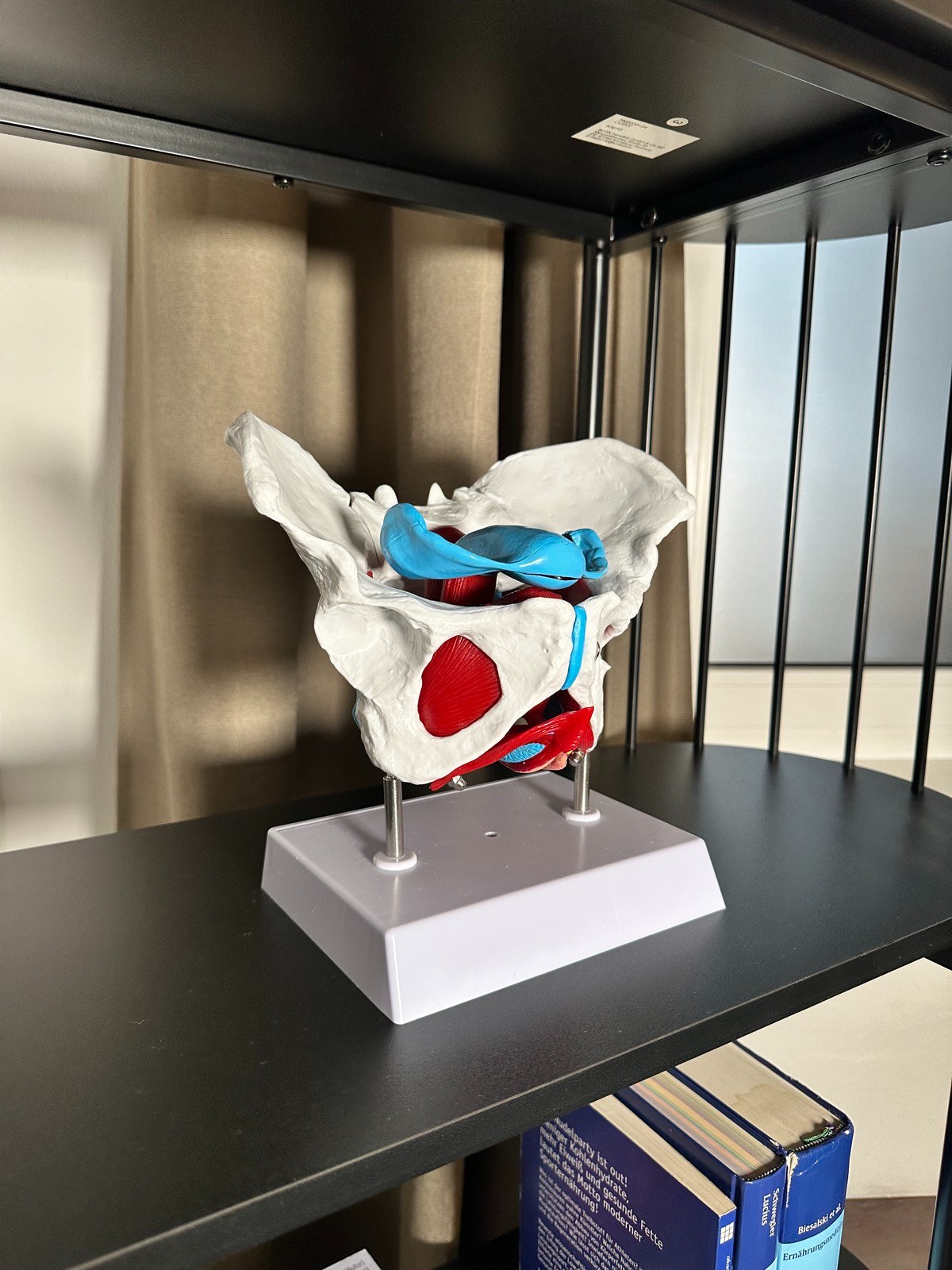 Impression – Anatomisches Beckenmodell im Beratungsbereich